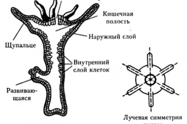 Зайти на кракен без тора